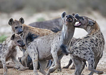 5 detalii interesante din lumea bizară a hienelor