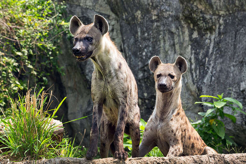 hiena femelă are un penis legănare și erecție
