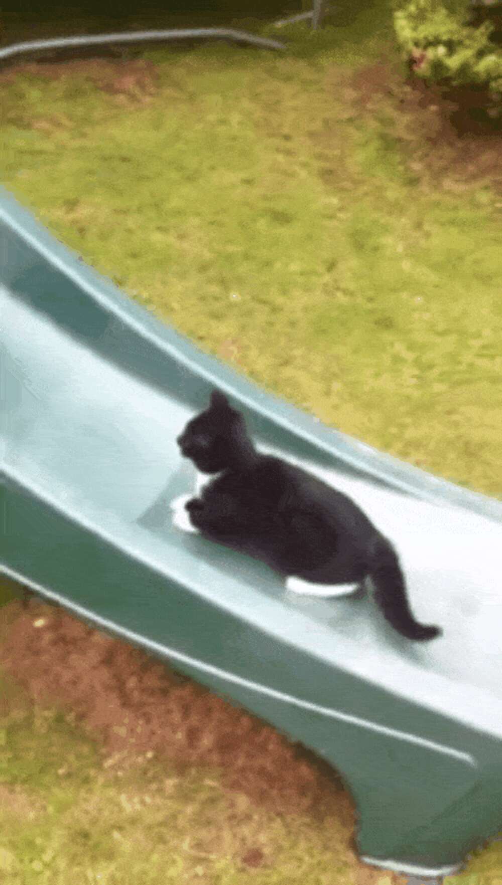 14 GIFs Of Cats Showing You How To Live Your Best Life Ever - The Dodo