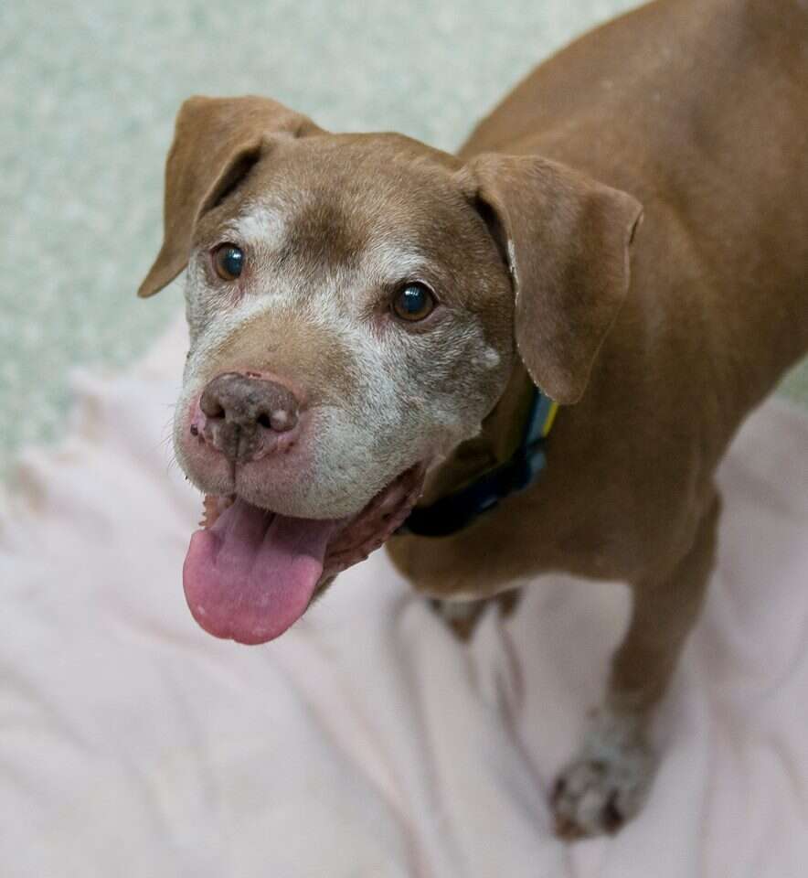 A senior dog named Julep was just adopted from an animal shelter