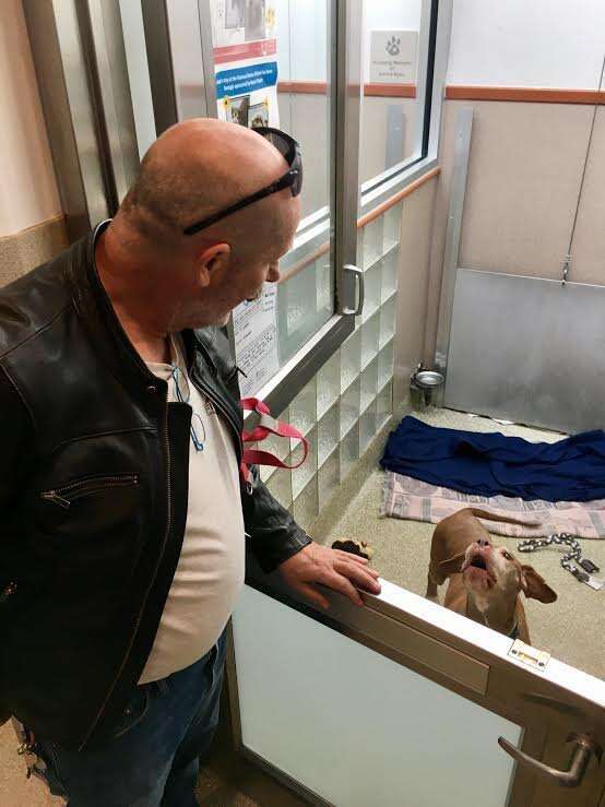 A senior dog named Julep was just adopted from an animal shelter