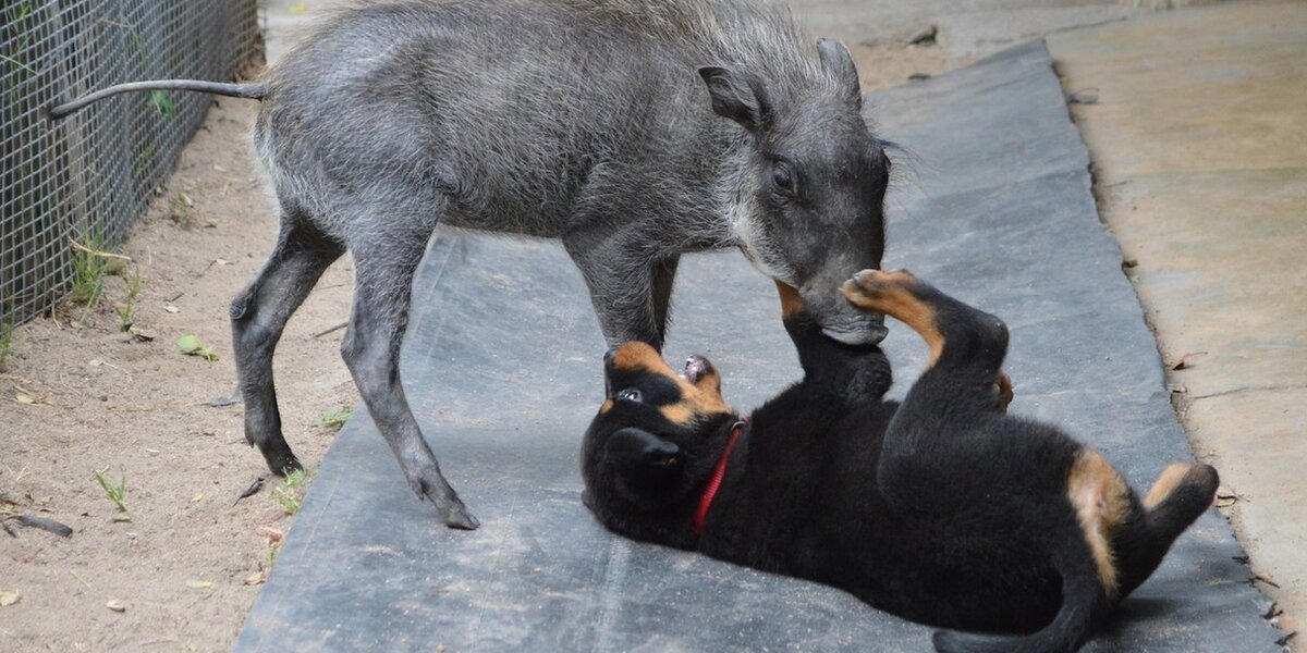 Rottweiler 2024 hunting boar