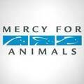 Photo of author Mercy For Animals