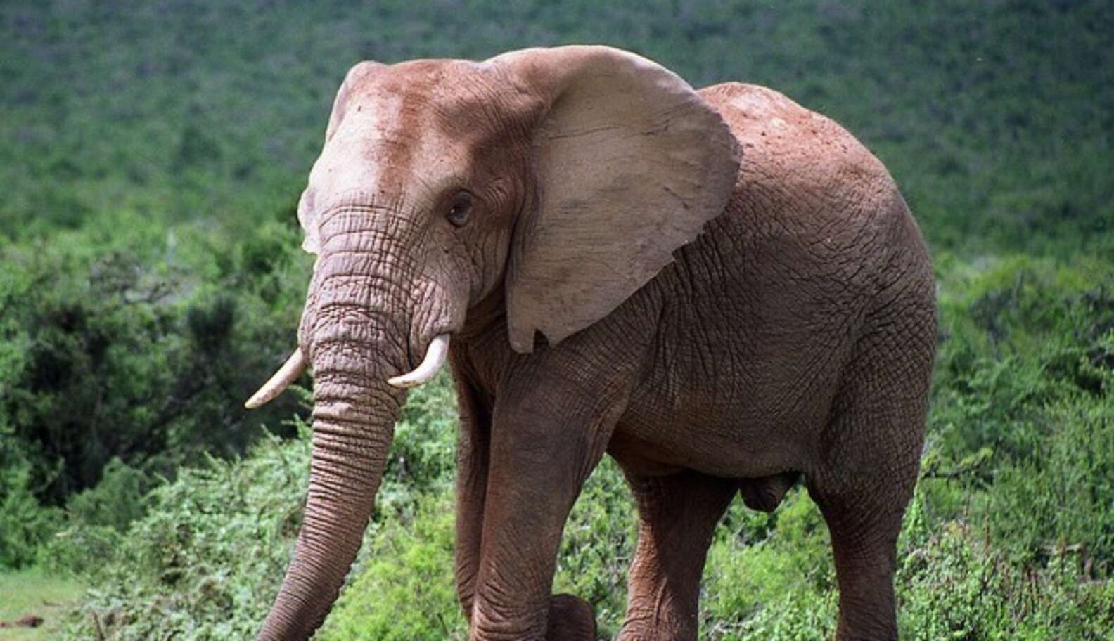 Elephants May Be Extinct In 10 Years; Here’s How You Can Help Save Them