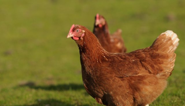 The Heartbreaking Reason Chicken Farms Are Dark At Night The Dodo