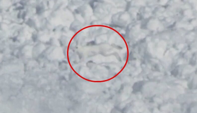 Bravest Hare On Earth Charges Into Avalanche In Amazing Footage - The Dodo