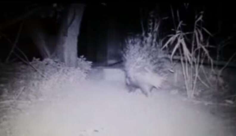 Lovestruck Porcupine Pays Nightly Visits To Captive Companion At Zoo ...