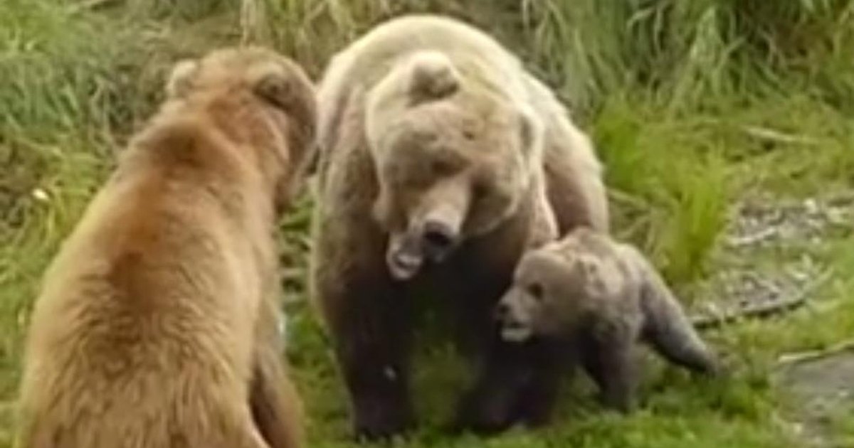 Grizzly Cub Bravely Steps Up To Protect Mom In Danger The Dodo