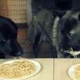 This Is Why Your Dogs Should Stay Away From Spaghetti