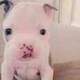 Tiny Puppy With Cleft Palate Rescued From Breeder