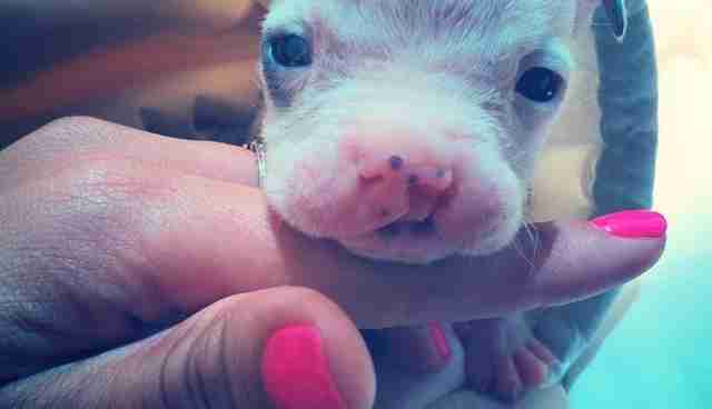 Tiny Puppy With Cleft Palate Rescued From Breeder - The Dodo