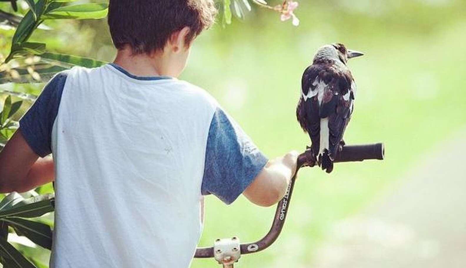 Person Rescuing Bird Loyal Rescue Bird Always Flies Back To Her Humans - The Dodo