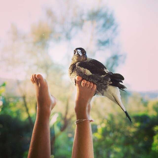 Person Rescuing Bird Loyal Rescue Bird Always Flies Back To Her Humans - The Dodo