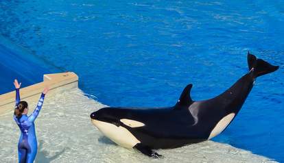 SeaWorld Attendance Plummets Because No One Wants Orcas In Swimming ...