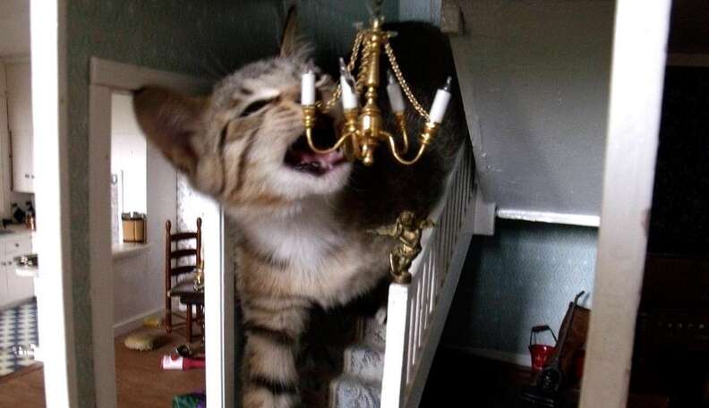 Cats in doll houses online