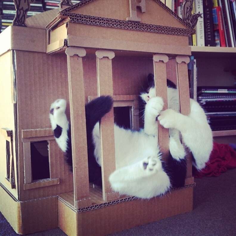 Cats in best sale doll houses