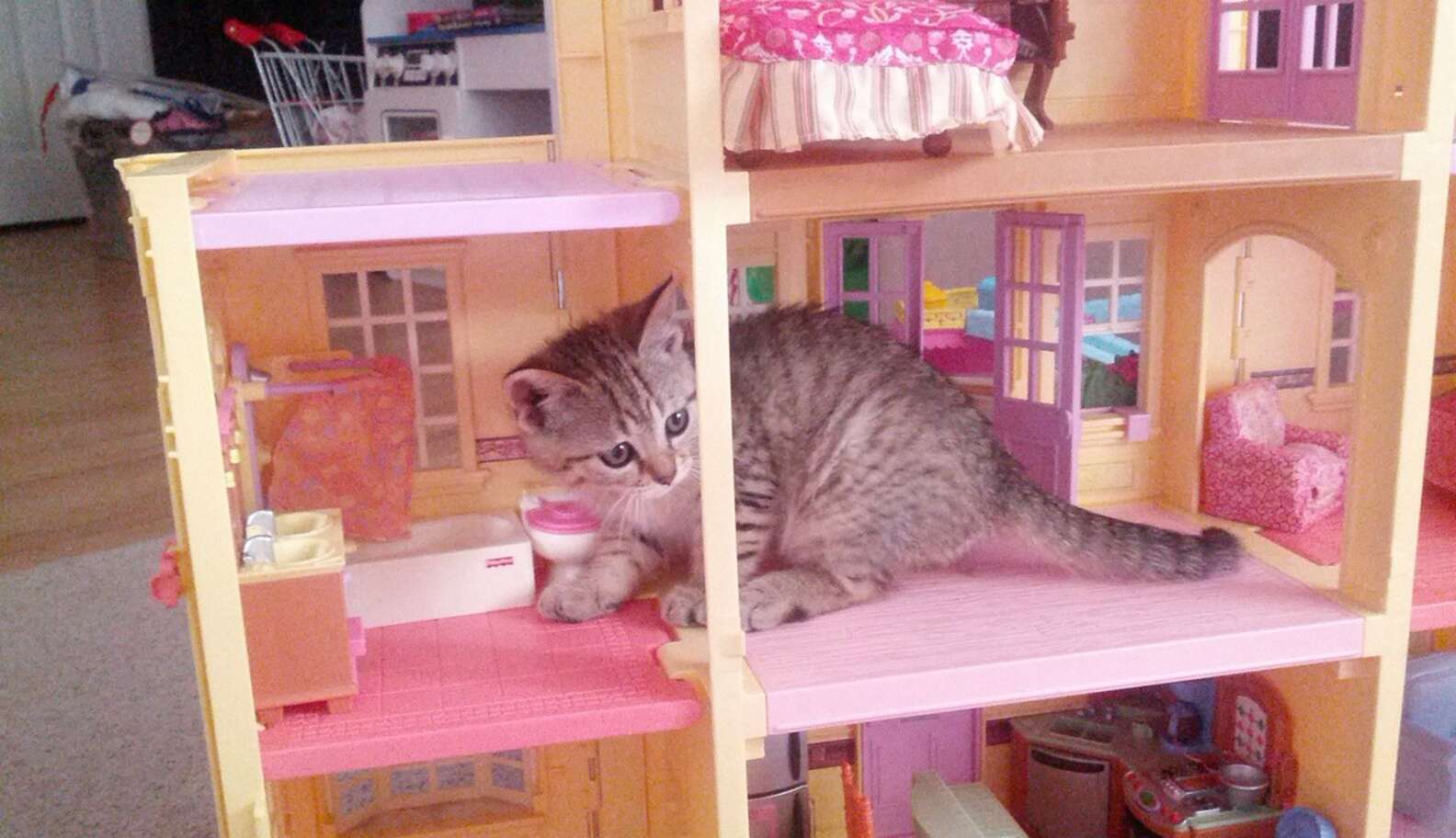 Коты в кукольных домиках
