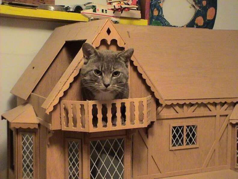 Cats in top doll houses