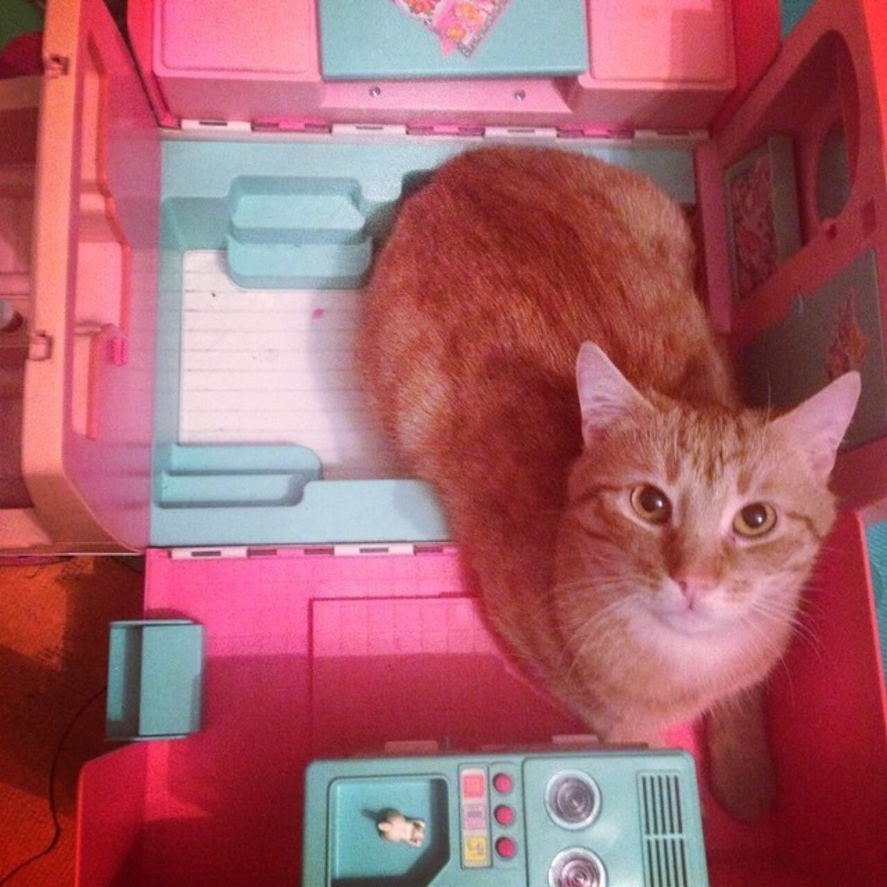 Cats Who Are Breaking Into Houses — Doll Houses, That Is The Dodo