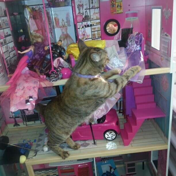 Cats in hotsell doll houses