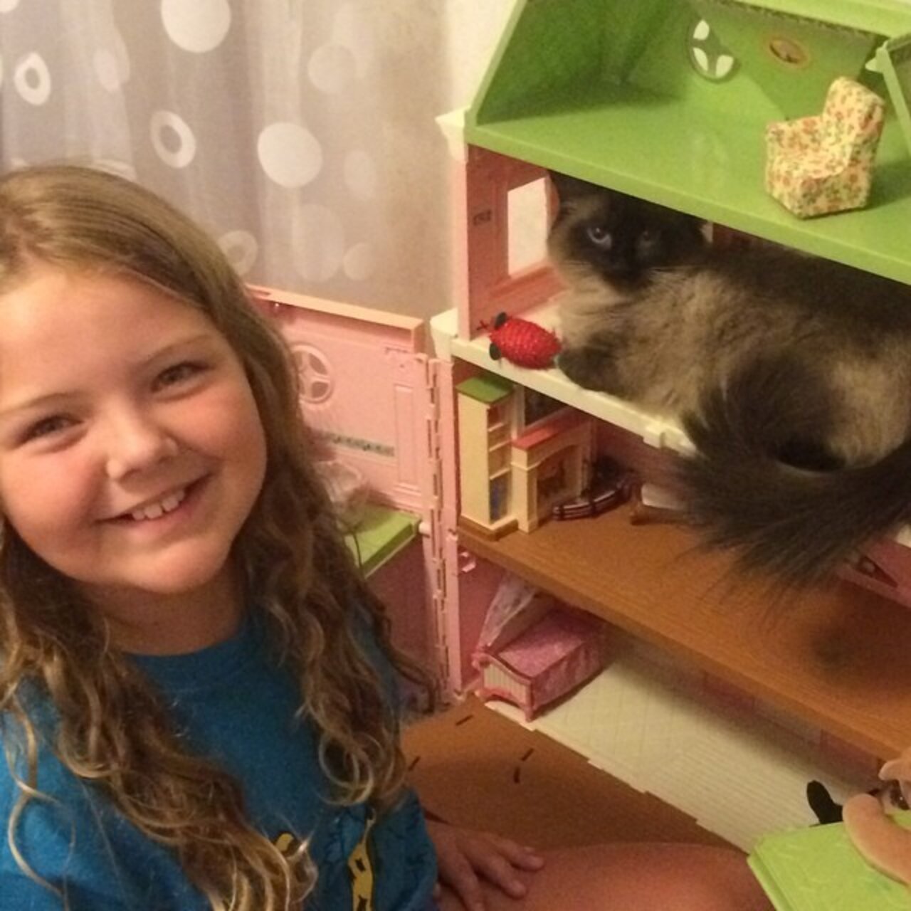 Cats Who Are Breaking Into Houses — Doll Houses, That Is The Dodo