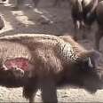 Yellowstone Will Close Off Park To Conduct Secret Slaughter
