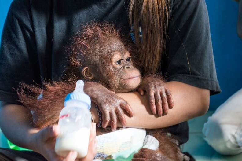 Vena, the latest baby orangutan rescued by IAR