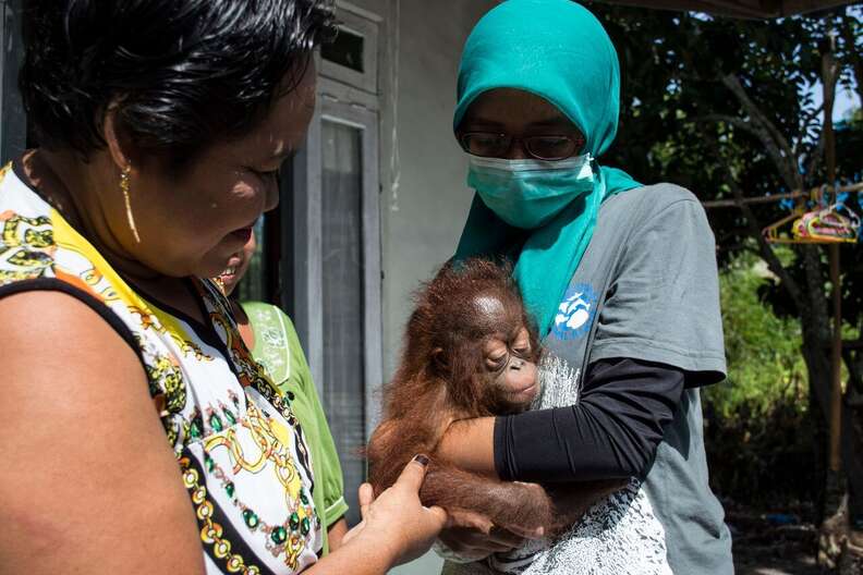 Baby orangutan with the woman who kept her as a pet