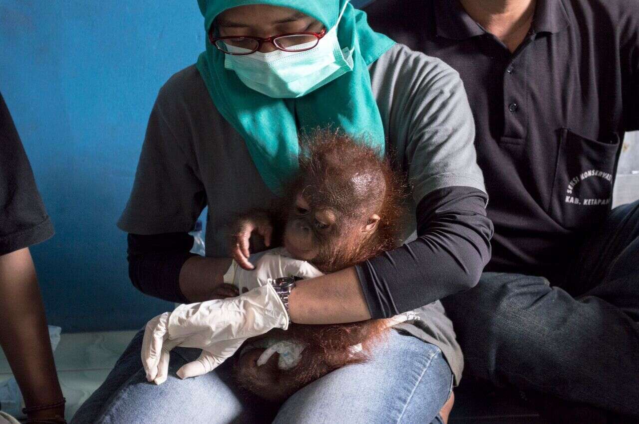 Vena the baby orangutan with a member of the IAR team