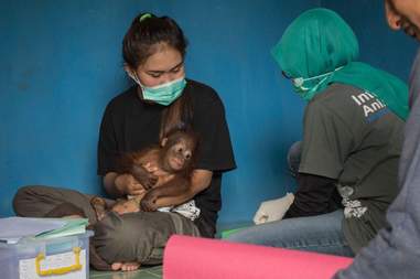 Vena the baby orangutan with a member of the IAR team