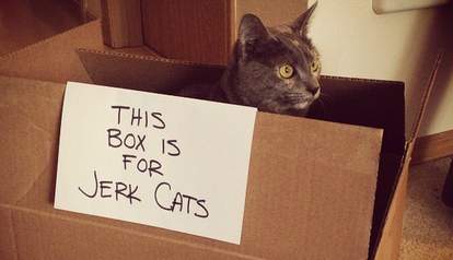 12 Cat Traps That Totally Worked The Dodo