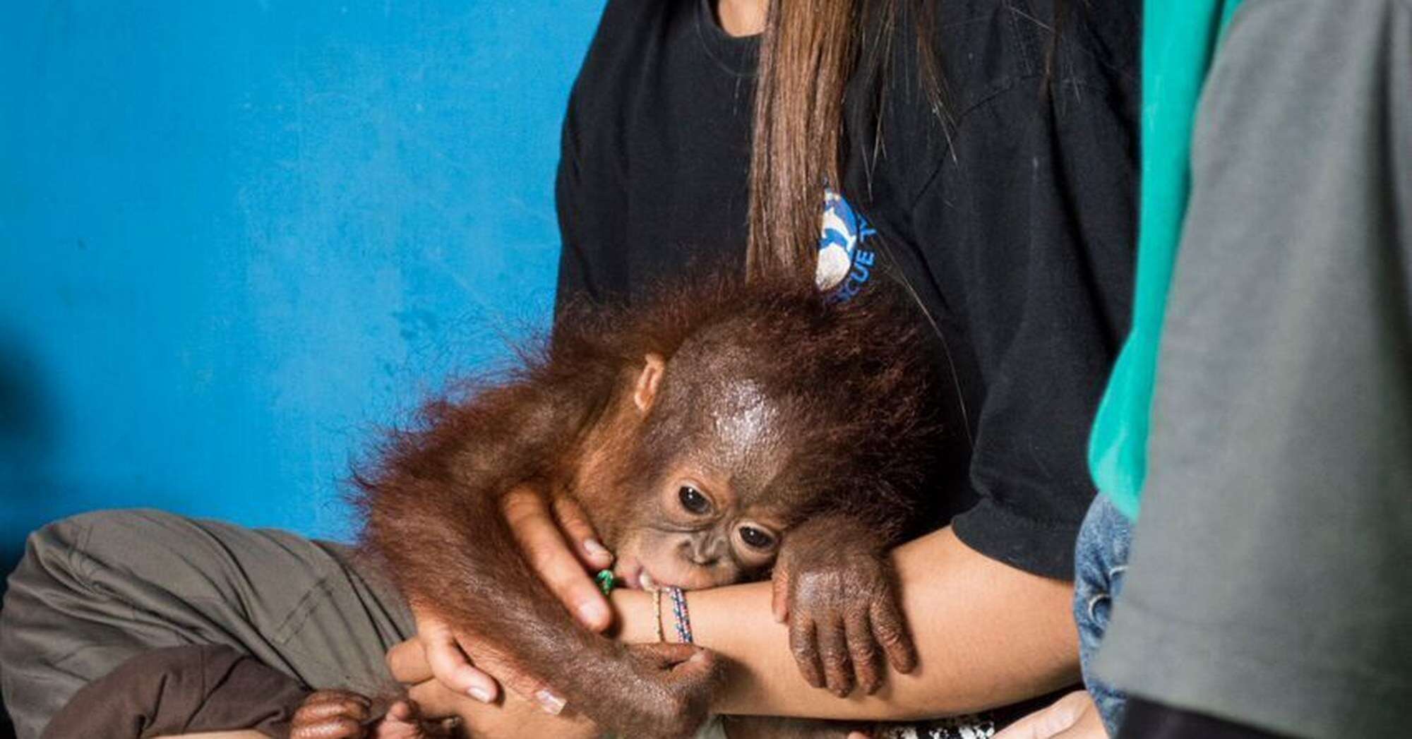 Vena the baby orangtuan with a member of the IAR team