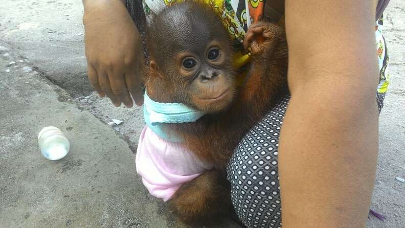 Bahiyah with Boyna, the other baby orangutan she kept as a pet