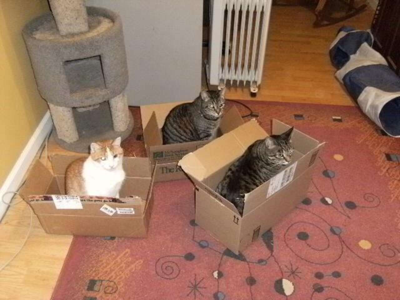 Cat Trap game