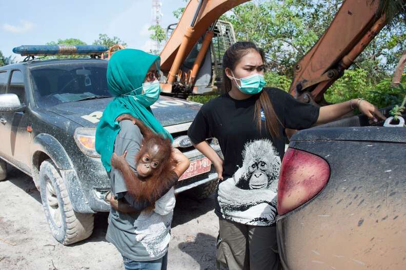 The IAR team carrying Vena the orangutan to safety
