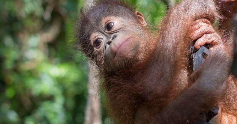 Boyna the orangutan learning to climb at the IAR rehabilitation center