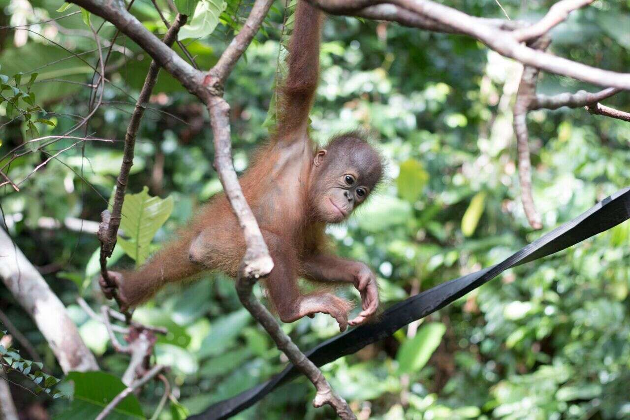Boyna the orangutan learning to climb trees at the IAR rehabilitation center