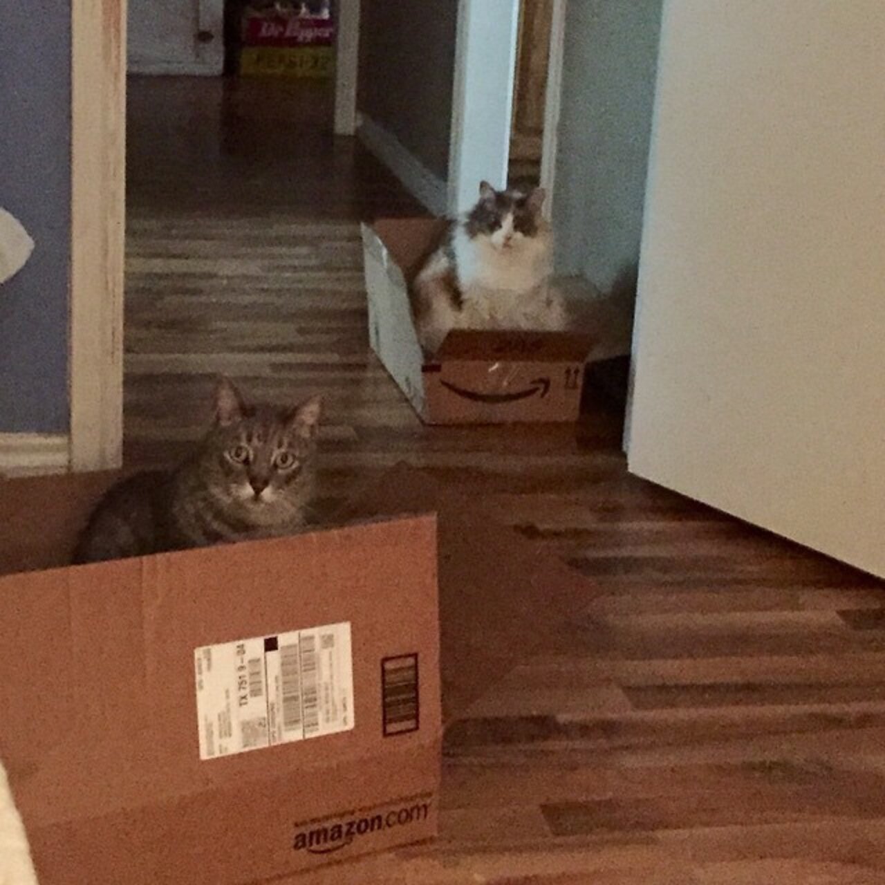 12 'Cat Traps' That Totally Worked The Dodo