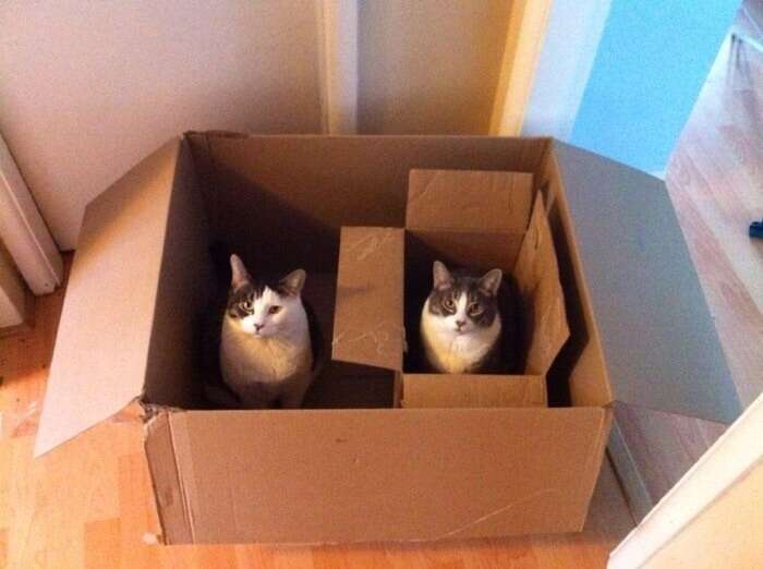 simple cat trap//cat trap using cardboard box 