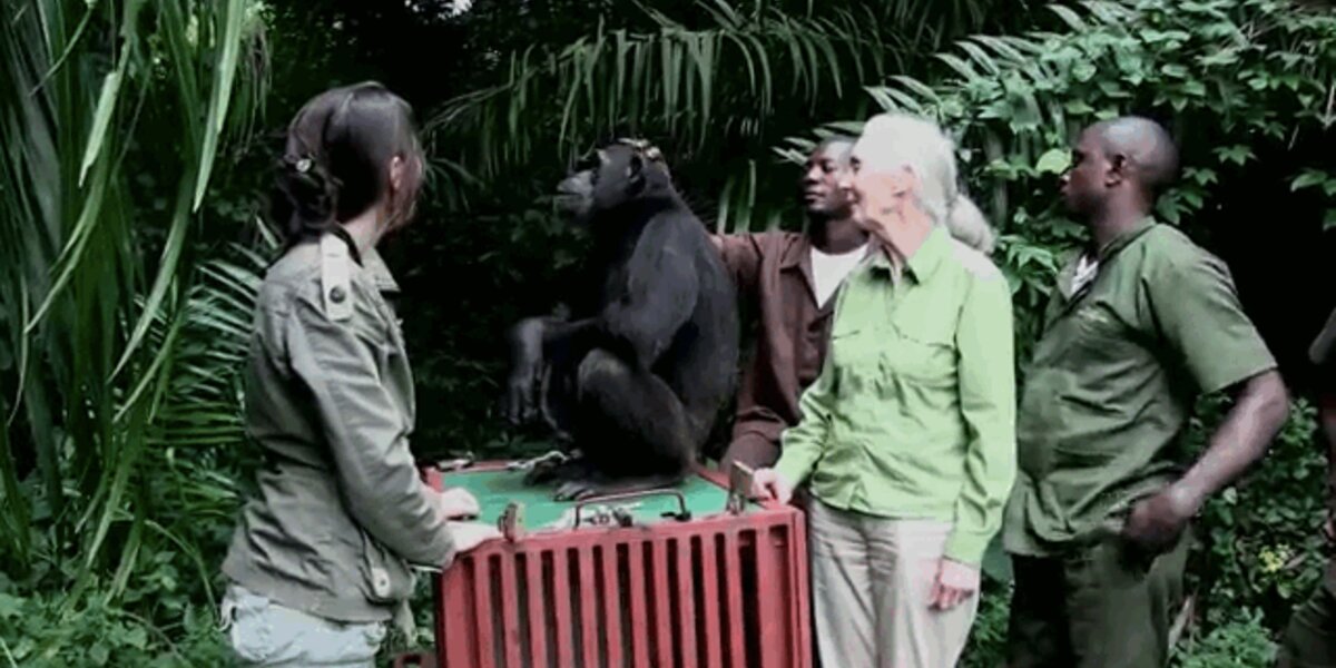 Animls Returning 8 Animals Returning Home Who Never Thought They'd See The Wild Again ...