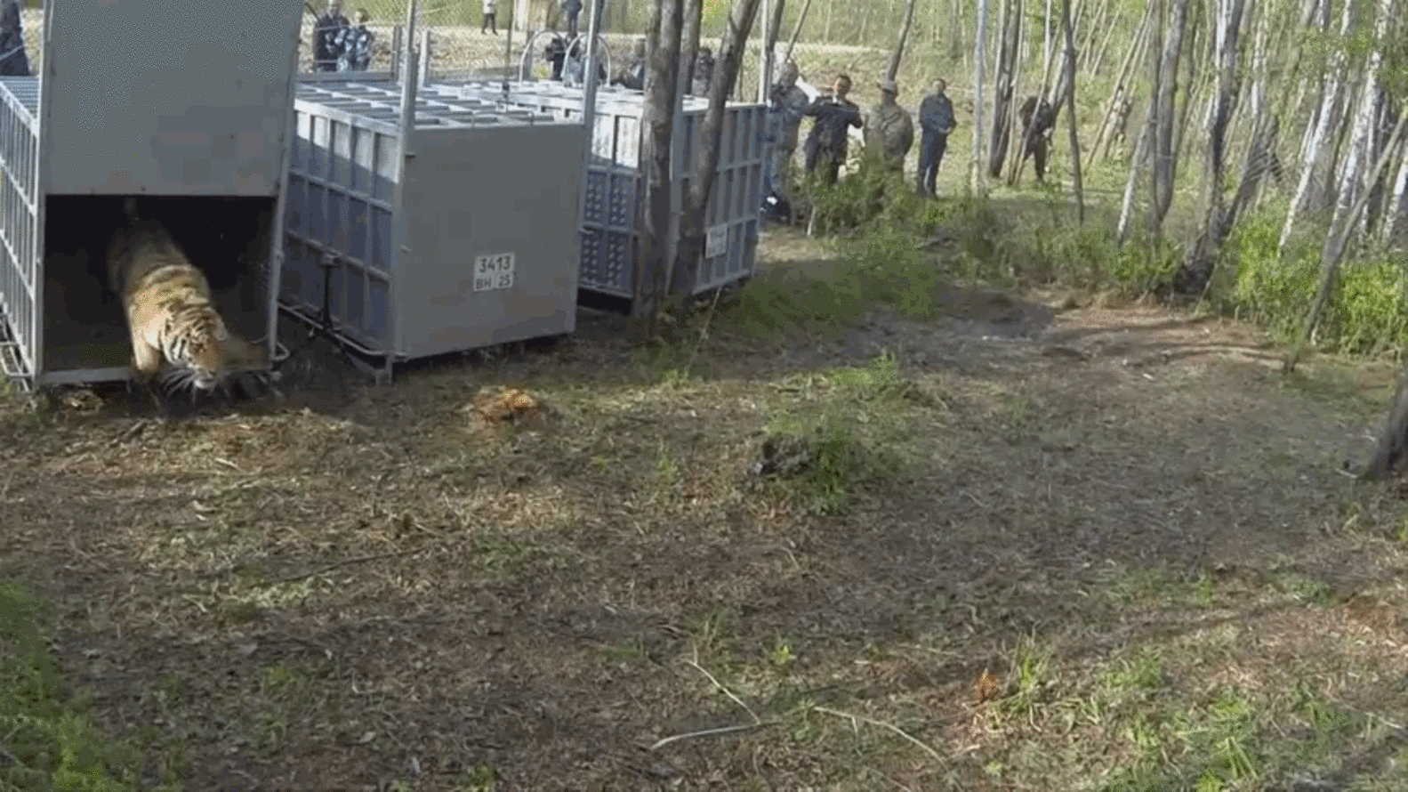 8 Animals Returning Home Who Never Thought They'd See The Wild Again ...