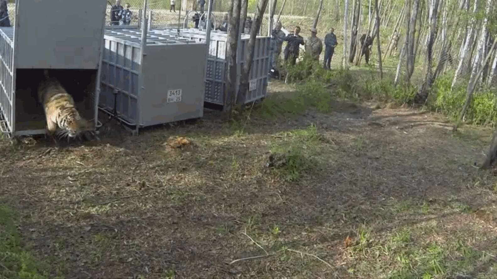 Animls Returning 8 Animals Returning Home Who Never Thought They'd See The Wild Again ...