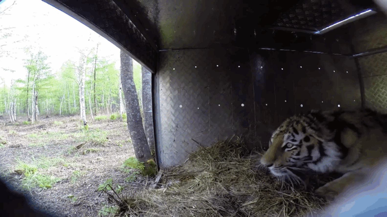 8 Animals Returning Home Who Never Thought They'd See The Wild Again ...