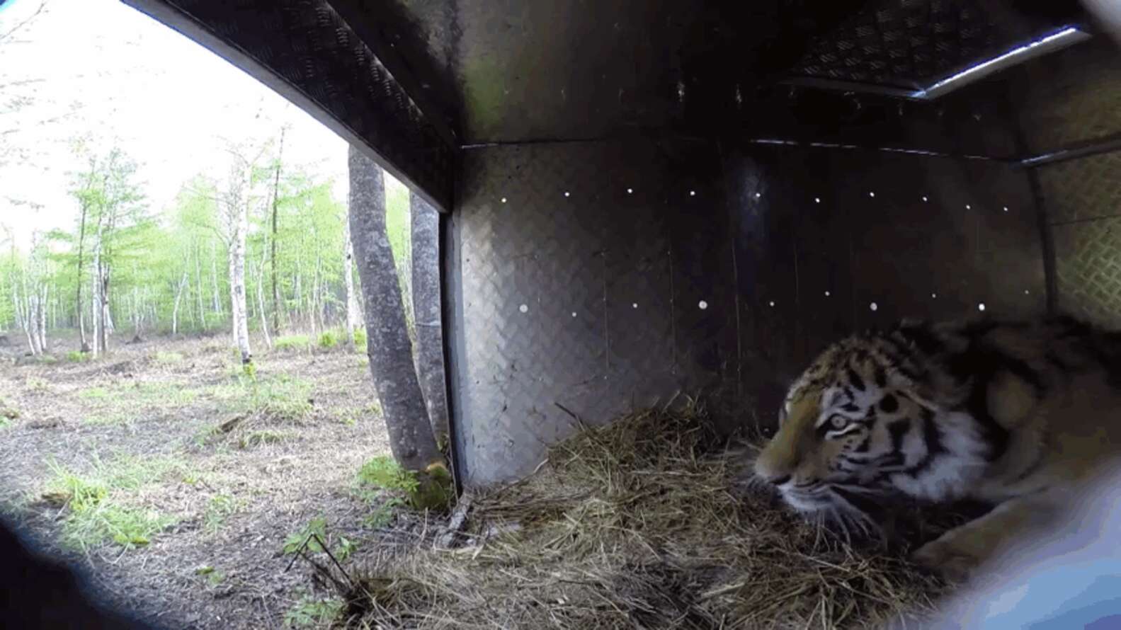 Animls Returning 8 Animals Returning Home Who Never Thought They'd See The Wild Again ...