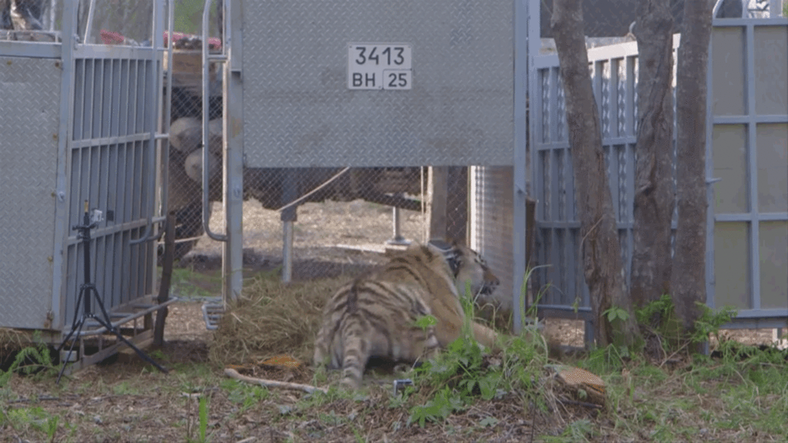 8 Animals Returning Home Who Never Thought They'd See The Wild Again ...