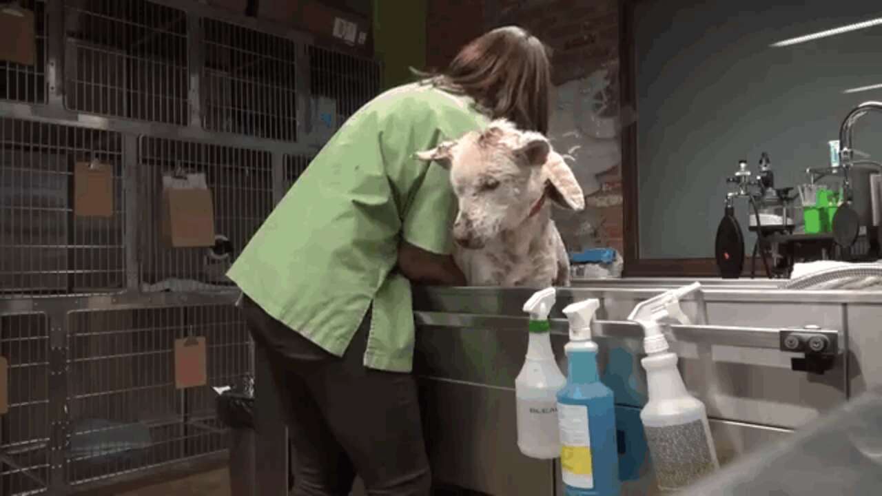 Animls Returning 8 Animals Returning Home Who Never Thought They'd See The Wild Again ...