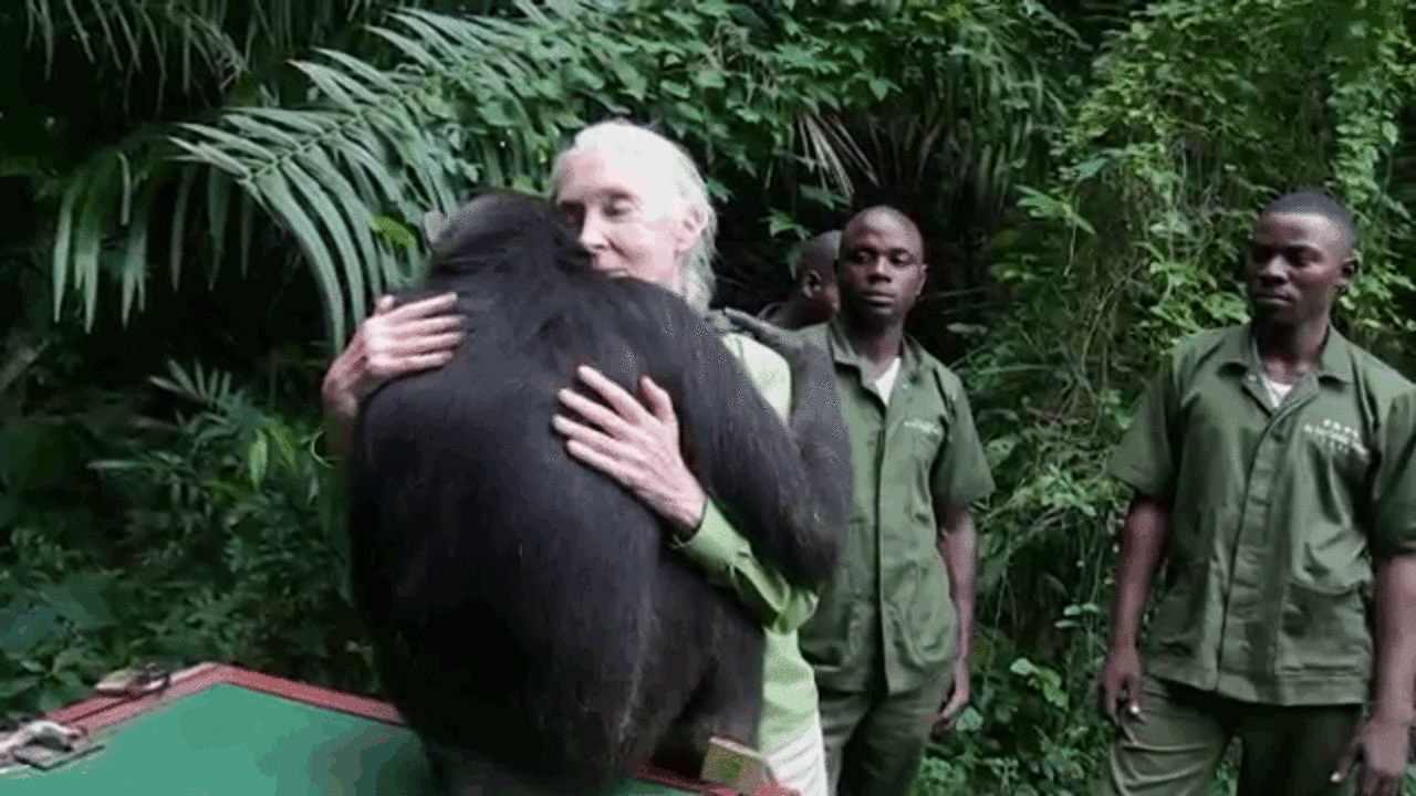 8 Animals Returning Home Who Never Thought They'd See The Wild Again ...