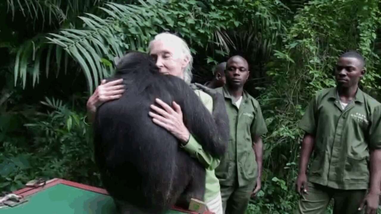 Animls Returning 8 Animals Returning Home Who Never Thought They'd See The Wild Again ...