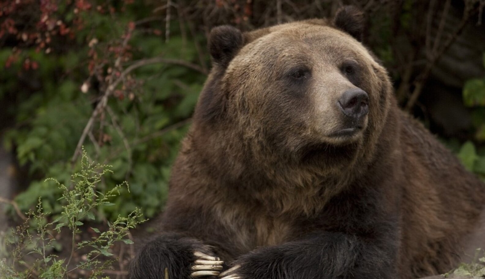 How One Lawsuit Could Save Endangered Grizzlies The Dodo