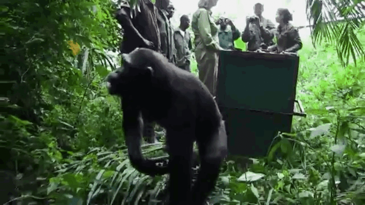 8 Animals Returning Home Who Never Thought They'd See The Wild Again ...